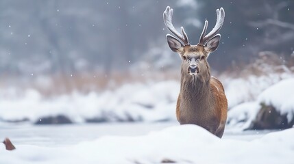 Majestic stag standing in a serene winter landscape with snow gently falling around it : Generative AI