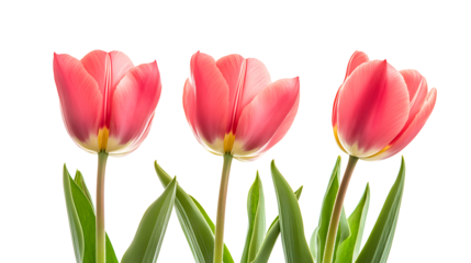 Three pink flowers are in a row, with one of them being the tallest