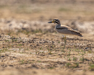 A Greater Stone Curlew