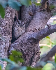 Indian Scoop Owl