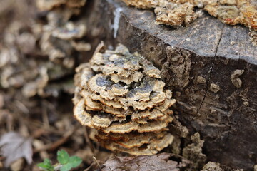 Cluster of shelf fungi growing on side of log