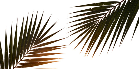 Obraz premium Two Tropical Palm Fronds with Dew Drops, Perfect for Summer Backgrounds