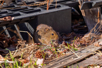 The eastern meadow vole (Microtus pennsylvanicus), sometimes called the field mouse or meadow mouse