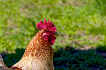 The domestic fowl looking for food