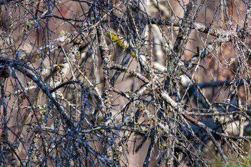 Physcia stellaris is a species of lichen. In North America, it is known colloquially as the fringed...