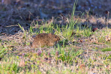 Fototapeta premium The eastern meadow vole (Microtus pennsylvanicus), sometimes called the field mouse or meadow mouse