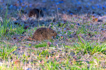 The eastern meadow vole (Microtus pennsylvanicus), sometimes called the field mouse or meadow mouse