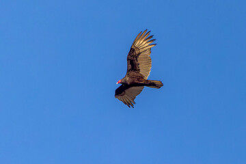 The turkey vulture (Cathartes aura) in flight