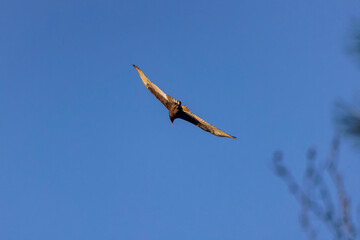 The turkey vulture (Cathartes aura) in flight