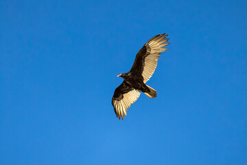 The turkey vulture (Cathartes aura) in flight