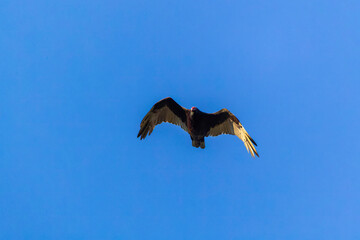 The turkey vulture (Cathartes aura) in flight
