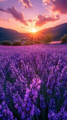 Obraz premium Endless purple lavender fields under a sunset high resolution picture
