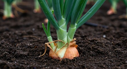 Growing Onions in Rich Soil - Close-up of a young onion plant growing in dark, fertile soil. Fresh, green stalks emerge from the bulb