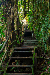 wooden staircase in the jungle
