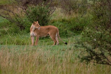 Lions in the wild