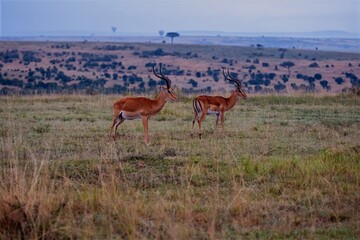 impala in the savannah