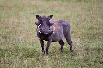 Warthog