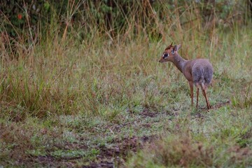 dik-dik