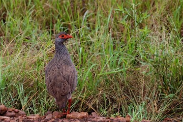 red-necked spurfowl