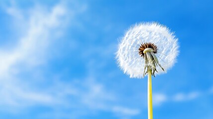 Obraz premium CloseUp of Dandelion Seed Head Against a Bright Blue Sky with Fluffy Clouds : Generative AI