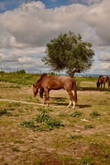 Fototapeta premium Brown horses graze on a green meadow