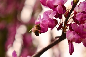 A bee sits on a cherry blossom flower
