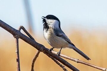 chickadee