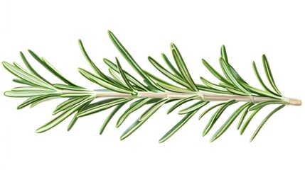 Fototapeta premium Fresh Green Rosemary Herb Branch Isolated on White Background for Culinary Use