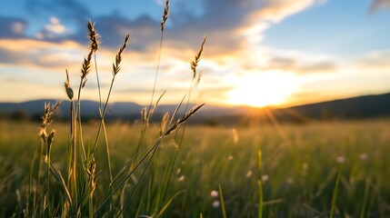 Fototapeta premium Golden Grasses Glowing in the Sunset Light with Rolling Hills and Mountains in the Background : Generative AI