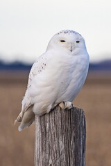 snowy owl