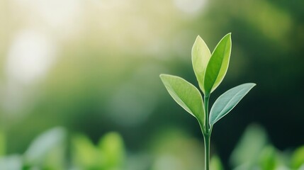 Obraz premium Closeup of young green plant growing in soft sunlight with blurred background : Generative AI
