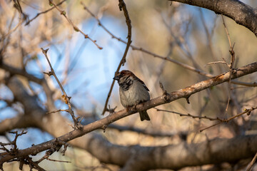 Fototapeta premium Cute little sparrow among the tree branches