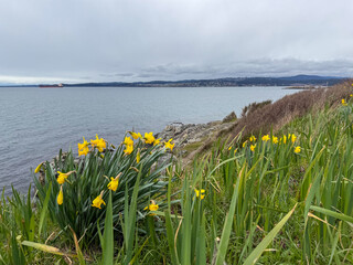 Daffodils on the coast of Vancouver Island