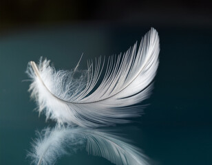 Obraz premium A single white feather resting gently on a glass surface with its soft fibers illuminated by light