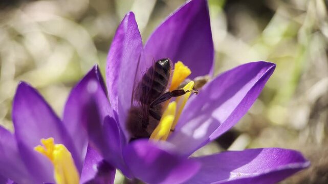 purple crocus flower being pollinated by a bee, bee on a flower macro close up, spring, everything is blooming, first flowers