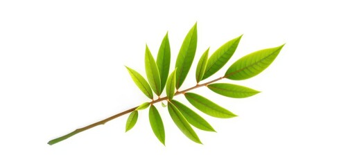 Fototapeta premium Single vibrant green plant, isolated on pure white background, foliage, sprout