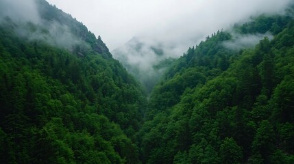 Misty mountain landscape with lush greenery and fog creating a mystical atmosphere in nature : Generative AI