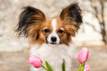 Portrait of a beautiful papillon dog with tulips