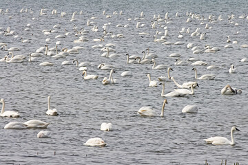 tundra swans