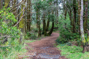 Footpath in pine trees park area