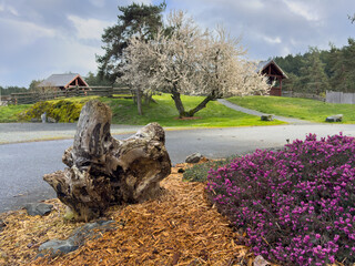 Spring blossoms and Heather blooming in a park