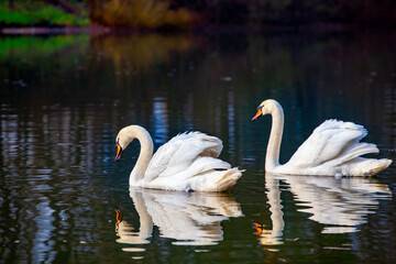 Two swans are on the lake. A beautiful pair of large white birds is swimming across the water from one shore to the other.
