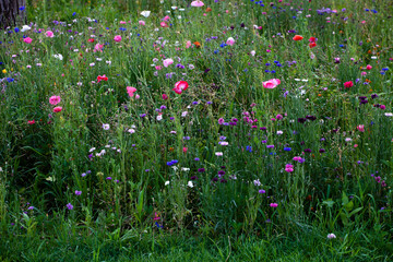 The meadow is filled with flowers in various shades. Their colors and delicate beauty blend with the green grass, making this picture very attractive
