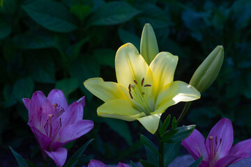 The yellow lily is illuminated by the evening sun, while other plants in the garden remain in the dark. The sunbeams shine through the flower's petal. We can see only the contours of these flowers.