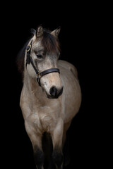Obraz premium Close-up portrait of pony on black background, isolated equine photography. Fine art photography
