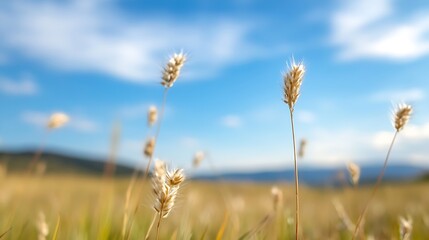 Obraz premium Golden wheat grass swaying gently in the breeze under a bright blue sky with soft clouds in the distance : Generative AI