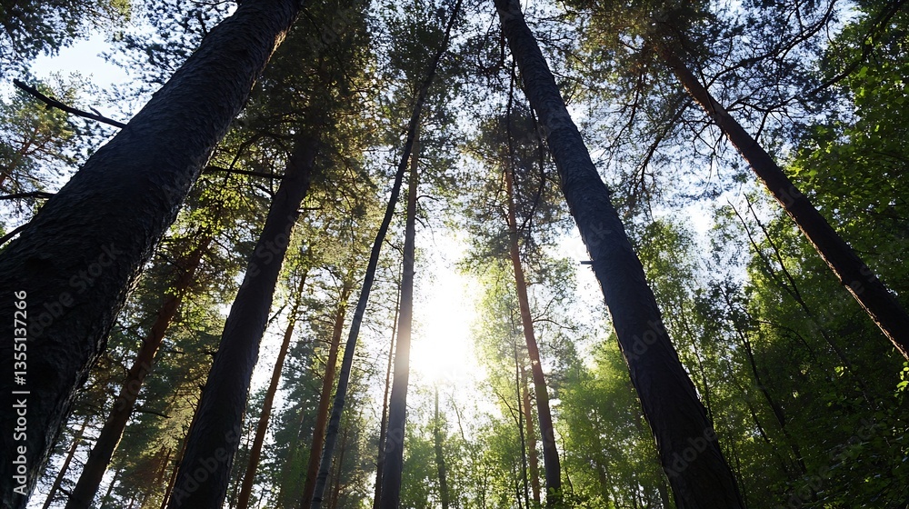 Poster majestic forest scene with sunlight peeking through tall pine trees : generative ai