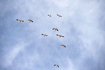 Snow geese in flight; Kearney, Nebraska