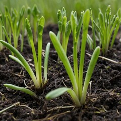 Obraz premium Young green shoots from the ground, spring plants, young shoots, plants, grass