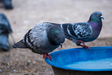 Obraz premium Pigeons bathing in the bird bath